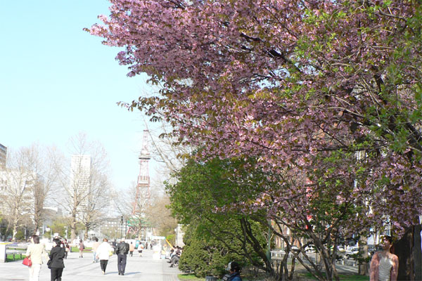 札幌・大通公園の桜