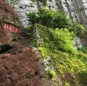 武夷山・天心岩の大紅袍の原木