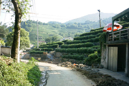 浙江省の杭州・龍井村の風景